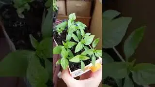 Какую бесплатную тару ящички и стаканы можно использовать для рассады