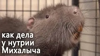 Нутрия Михалыч. Поел - можно поспать.