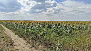 ПОДСОЛНУХ ЦВЕТЕТ. ЧТО В УЛЬЯХ ?