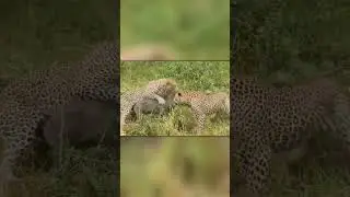 Леопард Учит Детеныша Охотится