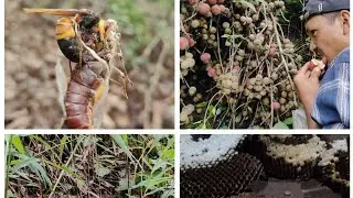 gaint hornet 🐝🐝🐝 (survives)bee hunter)