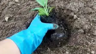 Эустома. Первый опыт. Высадка в открытый грунт.