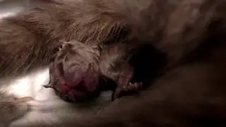 КАК РОЖАЕТ КОШКА. Шотландская кошка вылизывает родившегося котенка.