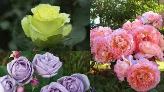 Обзор новых сортов роз ✿ распаковка посылки ✿ посадка роз ✿ как из ч/г розы сделать домашнюю