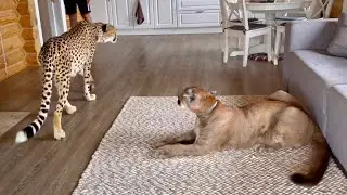 The cheeky Cheetah! Gerda didn't fear and went to Puma Messi's house!