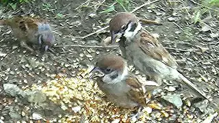 Paano Manligaw ang mga Ibon? Maya Bird flirting with mate. Funny Horny Birds,  