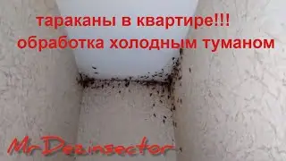 Тараканы в квартире!!! Обработка холодным туманом.