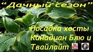 Посадка хост (Твайлайт и Канадиан Блю)