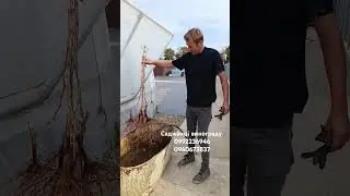 Саджанці винограду https://koveles.prom.ua