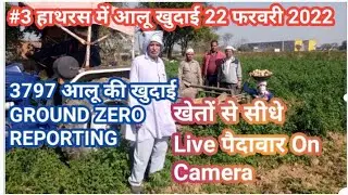 3797 आलू की खुदाई व पैदावार Ground Zero Report।जी जान से खुदाई में जुटे किसान।क्या है खेतों में भाव?