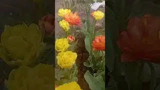 красота природная #8марта #цветы #tulip #tulpa #тюльпаны #дача