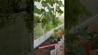 Обязательная обработка винограда от болезней в теплице . #виноградлидчины #обработкаотоидиума#