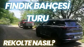 ORDU'DA FINDIK BAHÇESİ TURU - FINDIK ÇEŞİTLERİ - FINDIK İŞLERİ - BİTKİLER