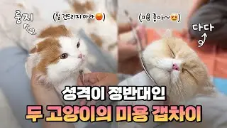 예민한 고양이 VS 무던한 고양이의 극과 극 미용 리액션...