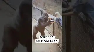 горилла вернула упавшего ребенка матери в зоопарке #shorts