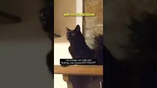 This cat broke the internet 🤣