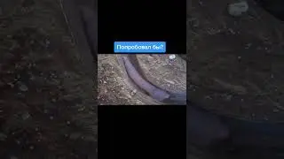 РЫБА ПЕНИС