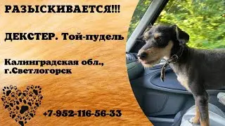 Пропала собака! ДЕКСТЕР. Той- пудель. Калинградская обл,г.Светлогорск