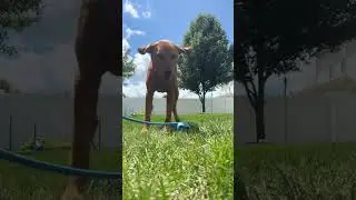 Excited Dog Cant Wait to Play Fetch @redlabricky #shorts #animals #tiktok