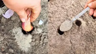 При посадке Чеснока добавляю эту смесь и головки вырастают огромные🧄🧄🧄