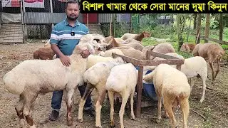 ভৈরবের বিশাল খামার থেকে হাই কোয়ালিটির দুম্বা কিনুন Khamar BD