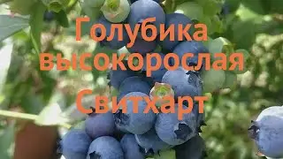 Голубика высокорослая Свитхарт (sweetheart) 🌿 обзор: как сажать, саженцы голубики Свитхарт