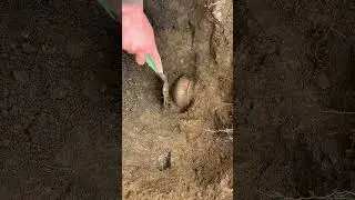 Real treasure 