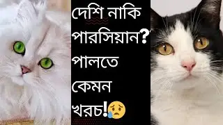 দেশি নাকি পারসিয়ান বিড়াল পালনে খরচ বেশি?দেশি নাকি পারসিয়ান পালবো? #Deshicatcost #persiancatcost