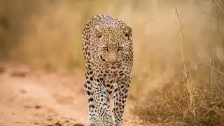 The Best Places To See Leopards In Africa