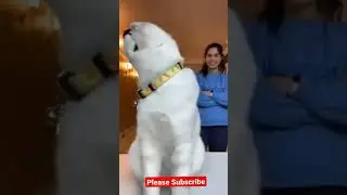ПРИЮТИЛИ КОТА С УЛИЦЫ ГОД НАЗАД / cute beautiful cat wearing sunglasses cute pets cats