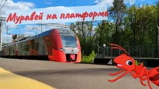 Как муравей видит поезд с платформы