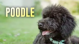 Poodles - Features and Curiosities!