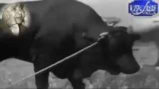 الشيخ مصطفي اسماعيل سوره الحاقه ابداع خيالي.....