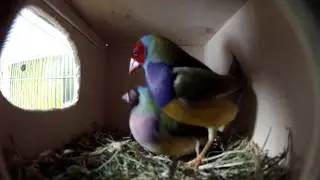 Lady gould finches - love in the nest. Как спариваются амадины Гульда