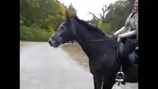 Cool Crishy Riding Horse