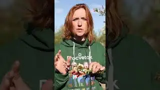 Опасное грибковое заболевание у персика! Как определить и что делать?
