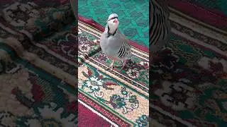 Бойка  Кабки Шикоримон кариб Шикорда  Таёр шидай
