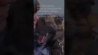 День кинолога #shorts
