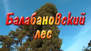 Балабановский лес