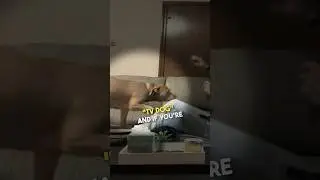 This is the perfect 'TV Dog' ❤️
