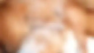 Щенки Шпица.