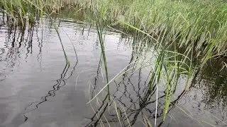 Закинул верши в камыши и без улова не остался! Рыбачу на верши.