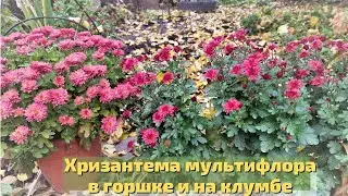 Хризантема мультифлора  в горшке или на клумбе. Где лучше цветёт и как сохранить зимой