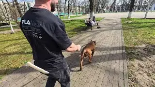 Гуляем с питбулем Мусой по Майкопу, Белореченску и Краснодару.