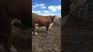 Wild Bull