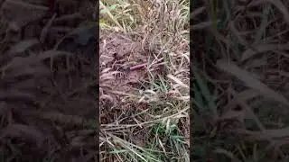выживание с @catblits