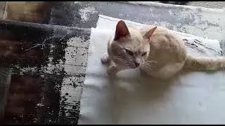 приглашаю на шашлык друзья.
