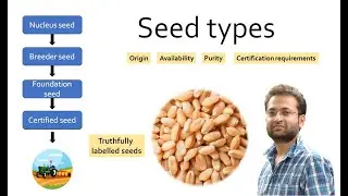 Different types of seeds. Classification of plant seeds. Nucleus, breeder, foundation, certified