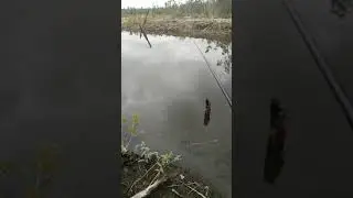 belajar mancing ikan gabus guis