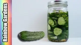 Dill Pickles! No Fail, Easy & Healthy Lacto-fermented Pickle Recipe! Perfect Every Time!